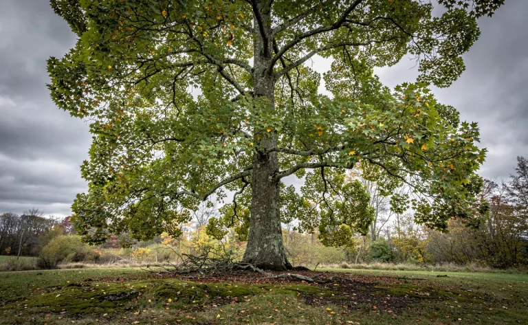 Un tulipier de grande taille s’élève sur une pelouse clairsemée parsemée de feuilles mortes et de branches sous un ciel nuageux.