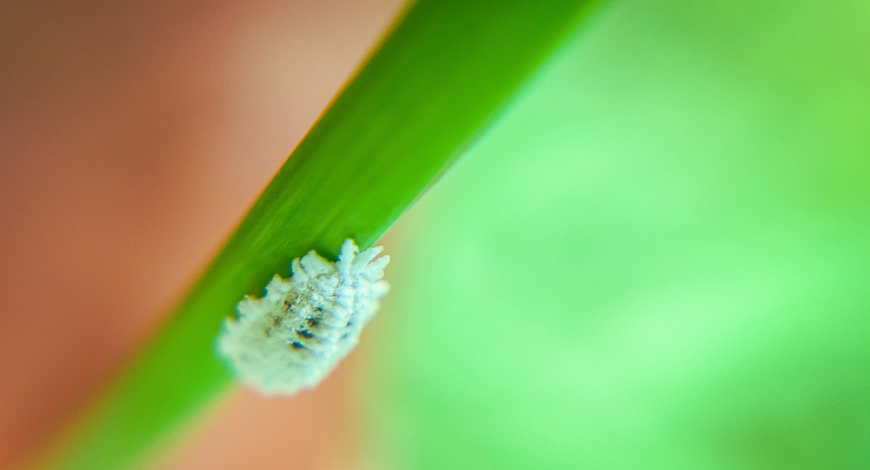 Cochenille farineuse en gros plan sur une feuille verte