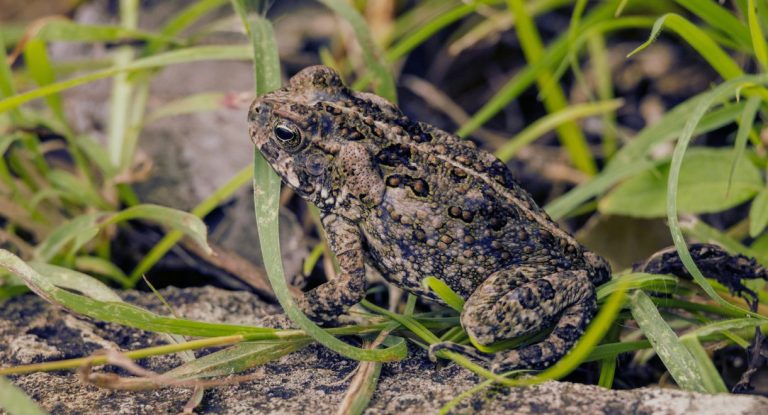 crapaud commun camouflé dans l'herbe et les pierres