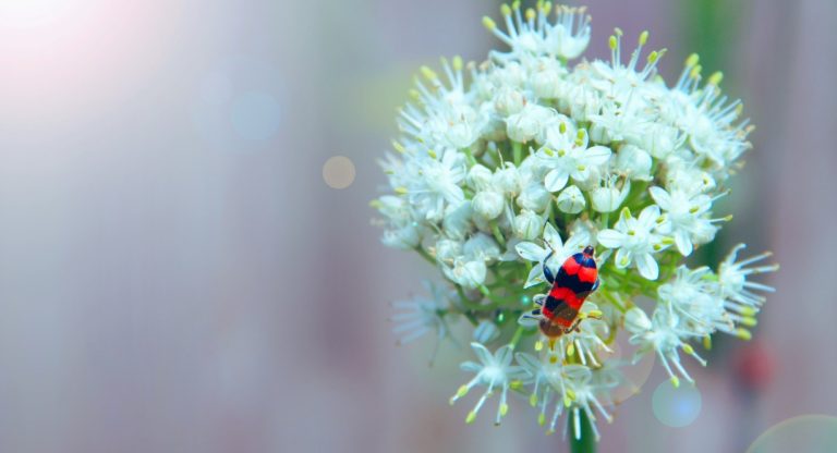 Insecte rouge et noir posé sur des fleurs blanches