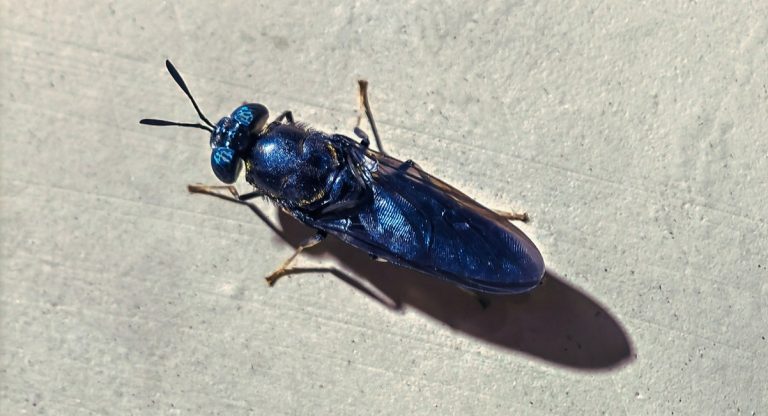 gros plan de la mouche soldat noire aux reflets bleu métallique
