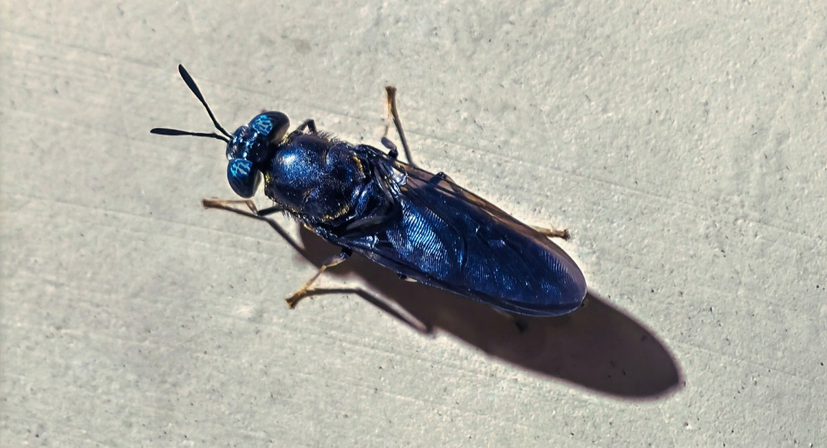 gros plan de la mouche soldat noire aux reflets bleu métallique