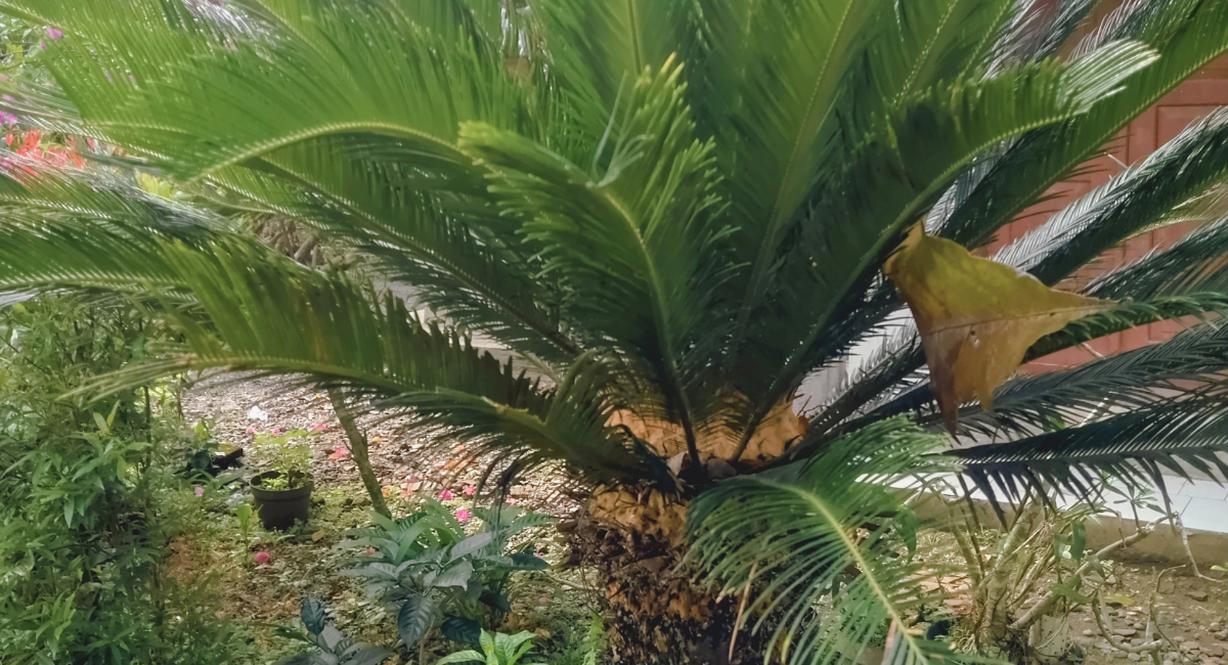 Base d'un palmier entourée de plantes et de paillage au jardin