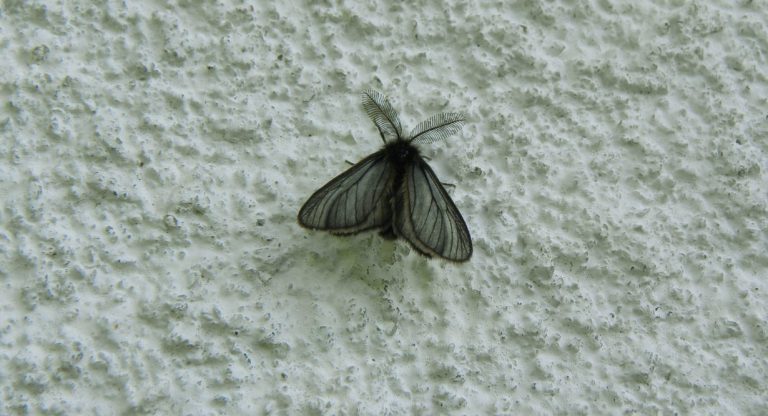 Papillon de nuit noir posé sur un mur texturé