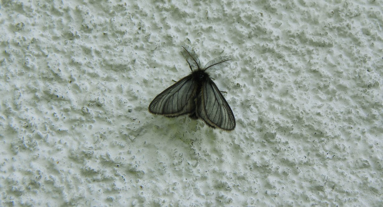 Papillon de nuit noir posé sur un mur texturé