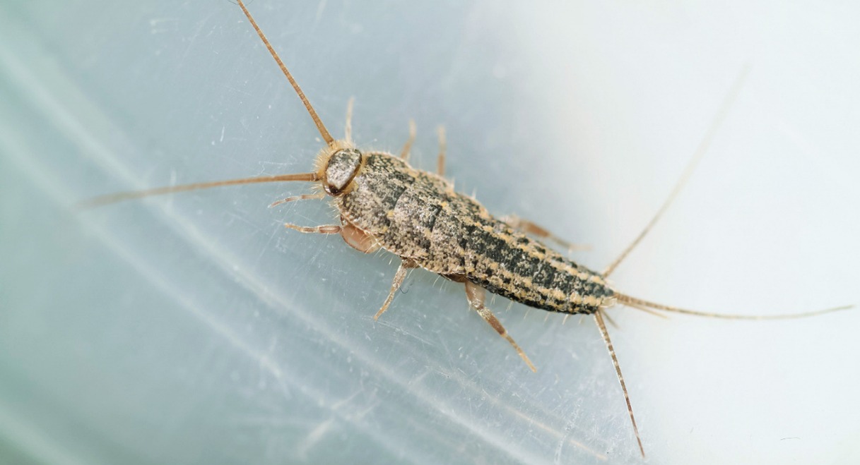 Poisson d argent insecte nuisible vu de pres