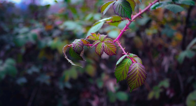 Branche de ronces avec feuilles et epines dans un buisson