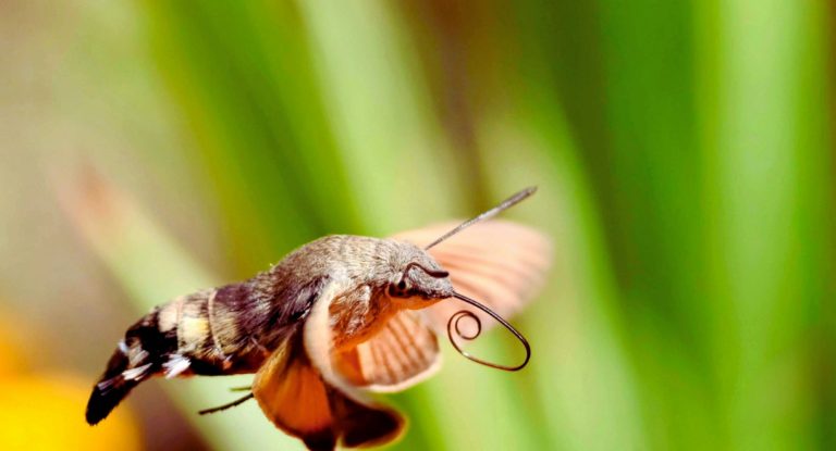 Sphinx colibri en vol avec sa trompe enroulée